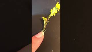 Lasthenia Or Dfield Species In San Diego County California. We Have 4 Dfield Species.