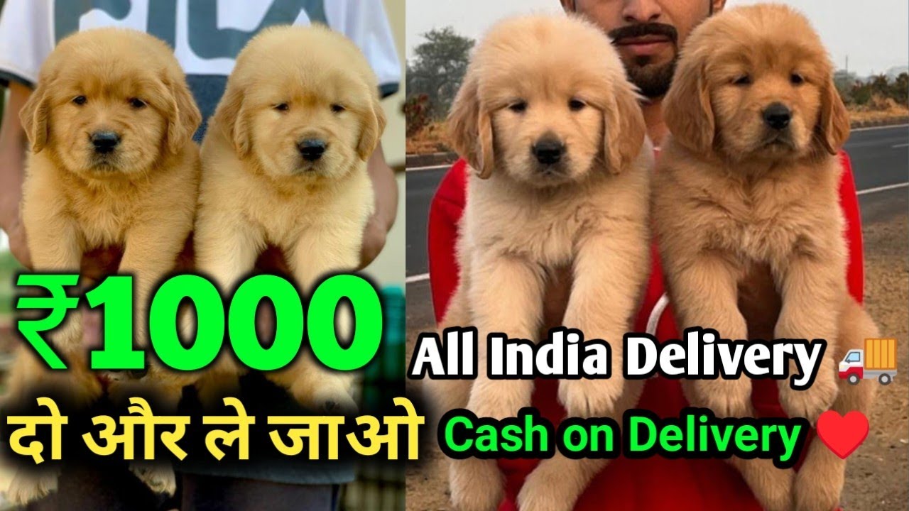 Golden Retriever Dog Price India Golden Pet Dog Puppy Buy Online