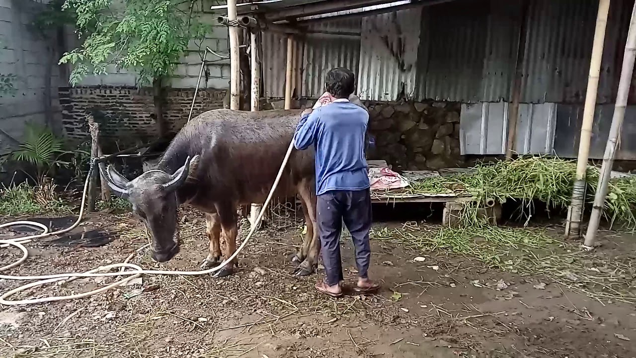 Pemilihan bibit kerbau yang baik - YouTube