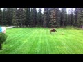 Baby Moose Plays With Basketball