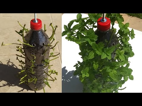 Aromáticas en botellas de plástico hqdefault