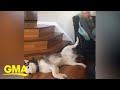 Husky demands owner for more leg rubs l GMA