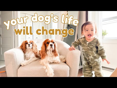 Video: Vua Cavalier Charles Spaniel