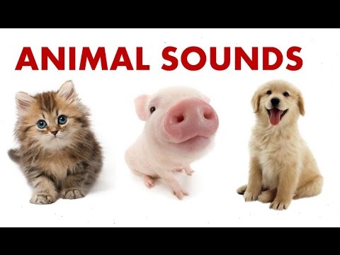 Animals And Their Sounds Chart