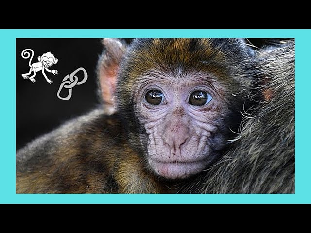 Baby macaque monkeys for sale at Denpasar Bird Market (Pas…