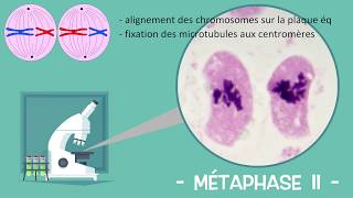 Les étapes de la méiose - Sous mon microscope (Réforme lycée)