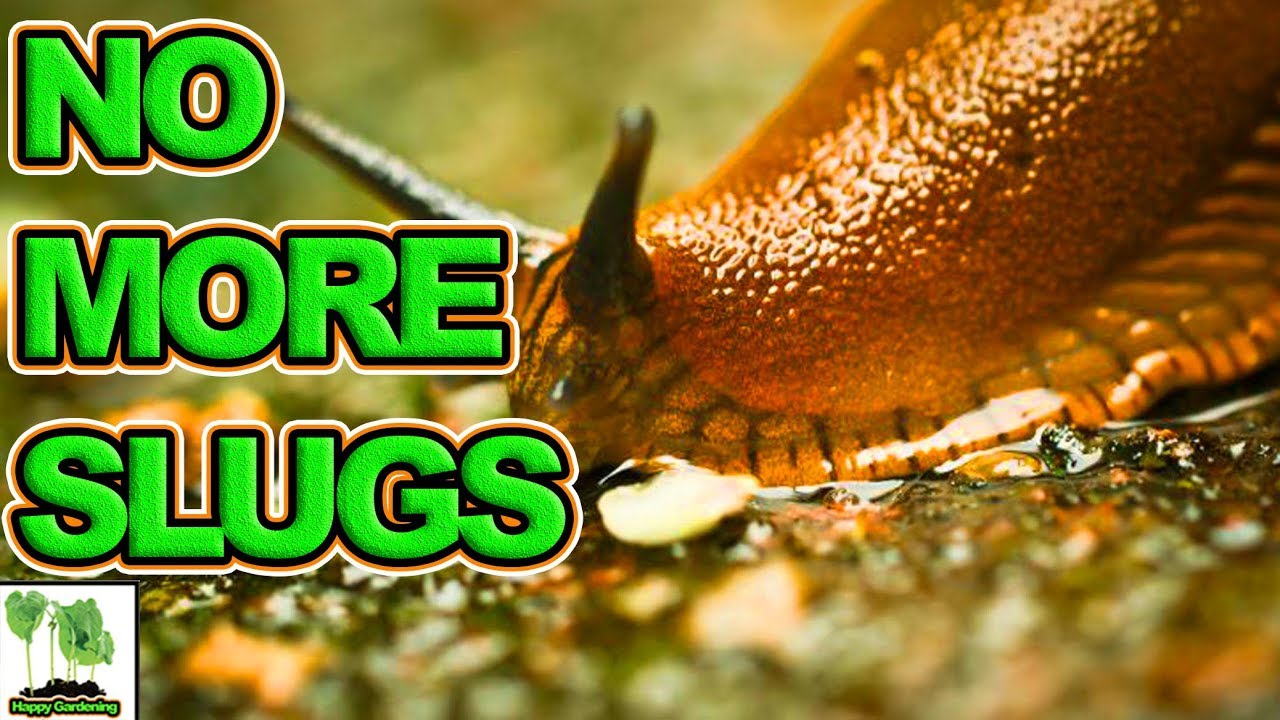 Slug Control In Garden How To Get Rid Of Slugs Youtube