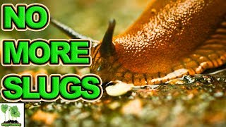 Slug Control In Garden - How To Get Rid Of Slugs