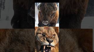 tiger vs lion ,elephant ,polar bear,hyena,pitbull,wolf ,rhino,hippo,gorrila. screenshot 5