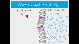 AS Biology - Cells Topic. Osmosis and the effect on animal and plant cells