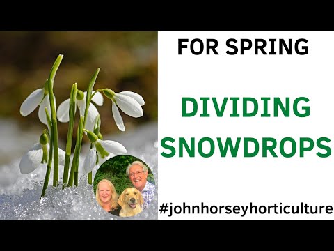 Vídeo: Planting Snowdrops In The Green - Què són les Snowdrops In The Green
