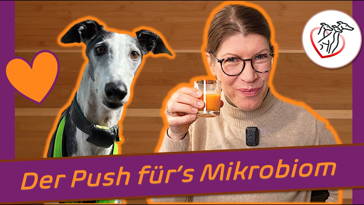 Gesunde Darmbakterien für unsere lieben Hunde