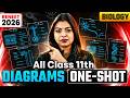 Re-NEET 2026: Complete Class 11 Biology Diagram Revision | Gopika Mam
