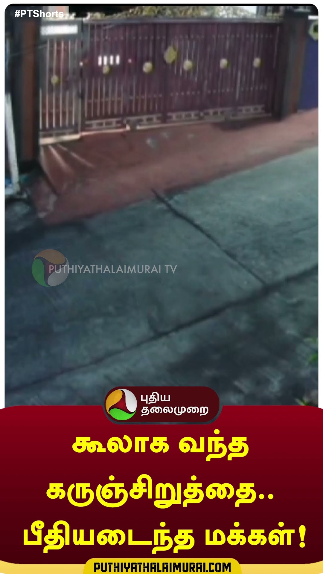 கூலாக வந்த கருஞ்சிறுத்தை.. பீதியடைந்த மக்கள்! #blackpanther | #nilagiri | #shorts