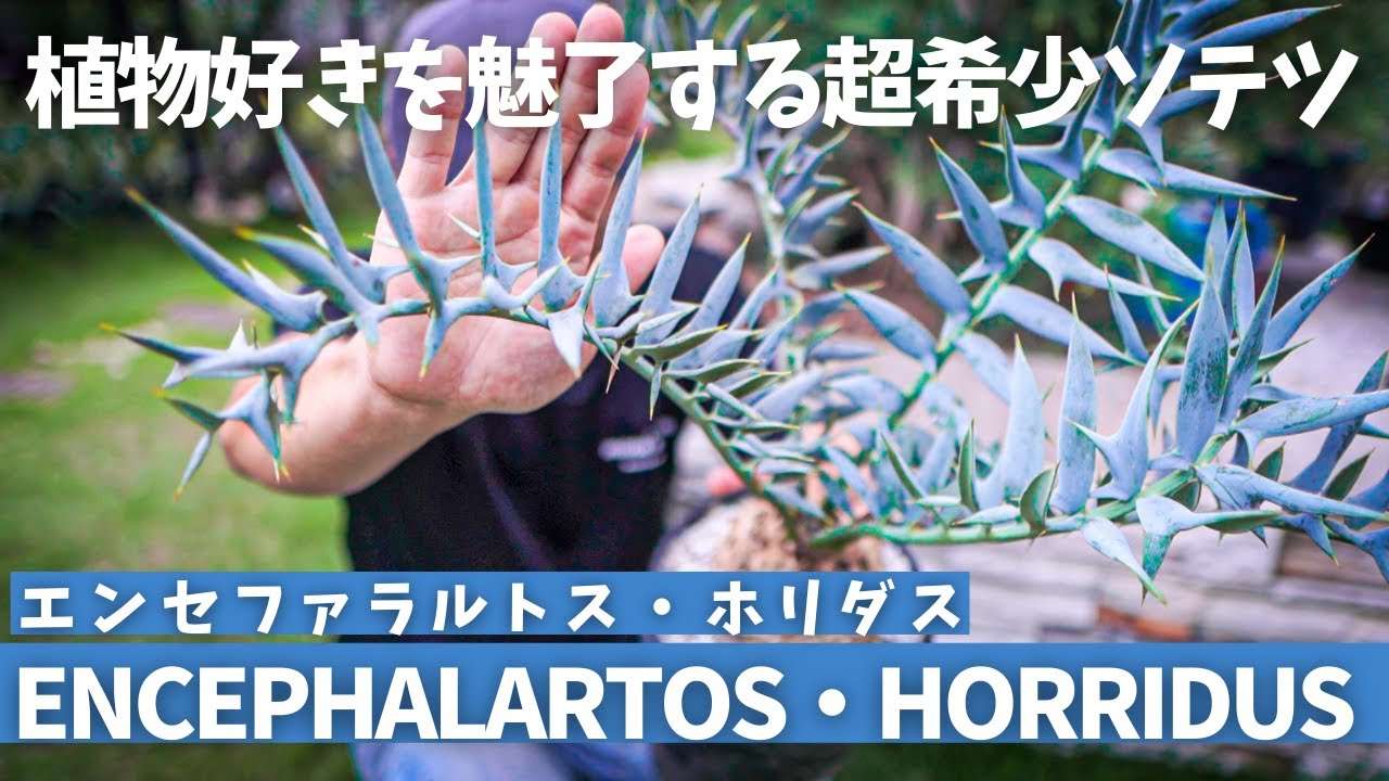 植物好きを魅了する超希少ソテツ エンセファラルトスホリダス Youtube