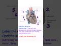 ncert bio diagram practice 03| heart | NEET 2024 #ytshorts #neet #ncert #structureofheart