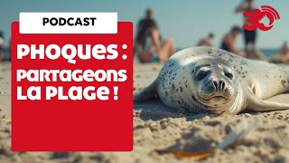 PODCAST - Phoques au repos sur les plages, un phénomène de plus en plus courant