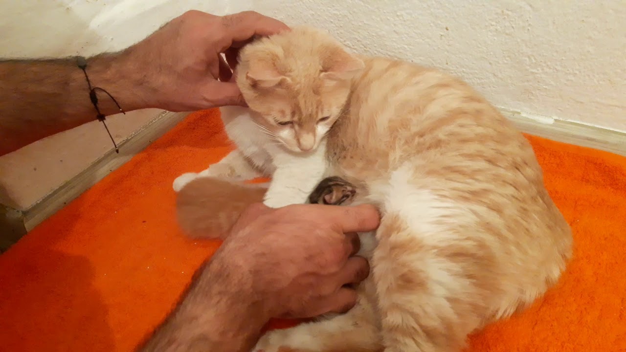 KOLLARI OLMAYAN BEBEK KEDİ VE ÜVEY KARDEŞİ) YouTube