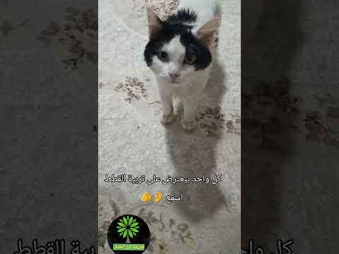 الطوافون حديت نبوي الرسول القطط  روحانيات الطاقة الإيجابية شفاء العين المغرب 