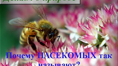 Интересное о насекомых ❁ Почему насекомые так называются?