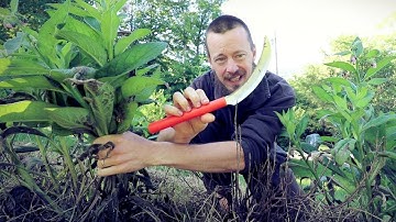 Extreme Resilience Of COMFREY - 3 Examples