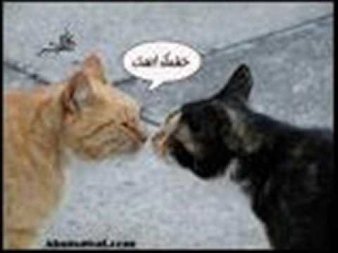 ساريه السواس بسبوس عاشق بسه