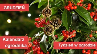 Grudzień w ogrodzie. Kalendarz ogrodnika na 20.12 - 26.12 Prace ogrodnicze w grudniu