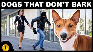 10 Dog Breeds that don't Bark (that often) by Animaltube 9,766 views 3 years ago 6 minutes, 31 seconds