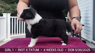 GIRL 1• 4 weeks old • Riot x Tatum • 2025