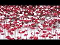 Poppies: Weeping Window in the snow in Hereford