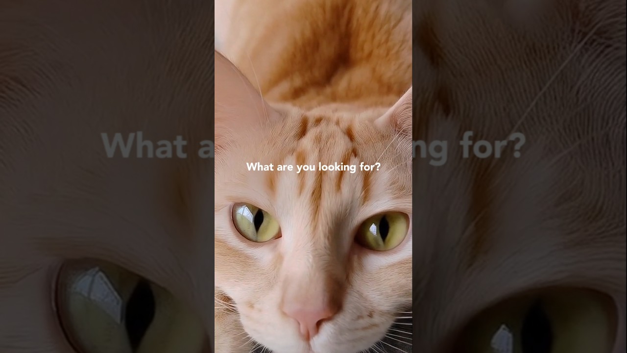 What are you looking for? 