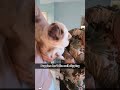 #dog #funnydog #funnypets