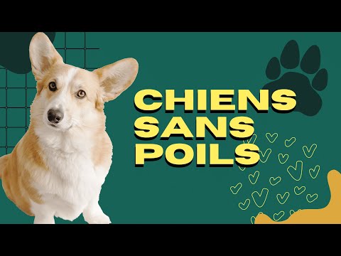 Vidéo: 7 races de chiens qui nécessitent peu de toilettage