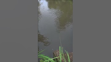 "Cá Đói Tụ Lại Cống Xả Nước – Vuông Tôm Náo Loạn" #shorts