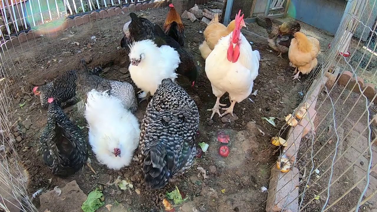 Backyard Chickens Relaxing Video In The Chicken Run! Hens Clucking Roosters Crowing!