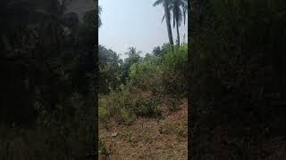 Farm for sale available approximately 66 KM from Mysuru / Mysore.