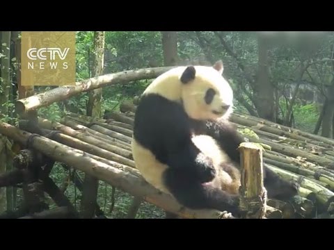 Watch: Plump panda does sit-ups!