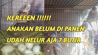 Sukses Beternak Burung Gelatik Belong / Jawa