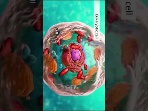 ماهو الفرق بين الخلية حقيقية النواة  بداية النواة   بيولوجي اكسبلور 