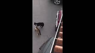 Funny animals ??? - Funny cats / dogs - Funny animal videos 2023