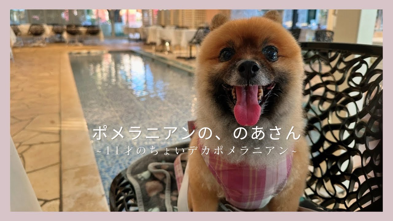 11才ポメラニアン、初めての自己紹介動画