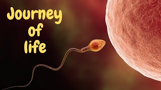 Fertilization Is The Epic Story Of A Sperm Facing Incredible Odds | God’s Miracles In His Creation.