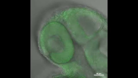 NeuO for Neuronal Labeling in Zebrafish - Video 3