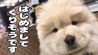 チャウチャウの子犬がうちにやってきた🐾