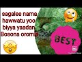 Sagalee Sinbirrota Yeroo Cinqama Ykn Yoo Biyya Yaadan Dhageeffatamu Nature Forest Sound