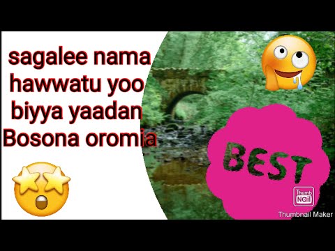 Sagalee Sinbirrota Yeroo Cinqama Ykn Yoo Biyya Yaadan Dhageeffatamu Nature Forest Sound 