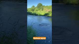 Такие только в перекатах бывают) #рыбалка #поймалотпусти #fishing #малыереки #рыбак #щука #спиннинг