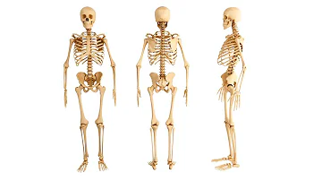 ¿Cuáles son los 3 huesos más fuertes del cuerpo?