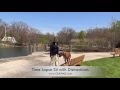 6 month old boxer puppy learns off leash behavior with Off Leash K9 Training, Maryland