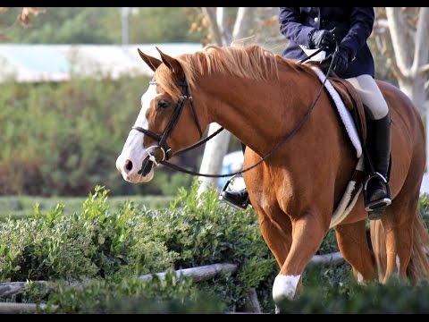 Equestrian Sport Is